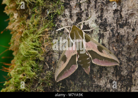 Wolfsmilch tabakschwärmer (Hyles euphorbiae in Ruhe auf einem alten faulenden Baumstamm, Grand Sasso Abruzzen, Italien. Mai. Stockfoto