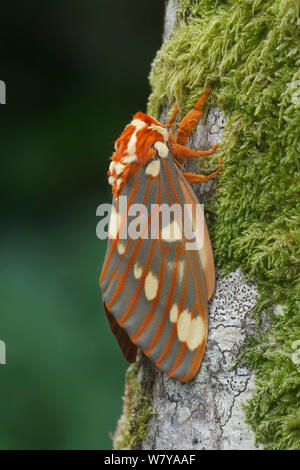 Regal Motte (Citheronia regalis) ruht, Maryland, USA. Mai. Stockfoto