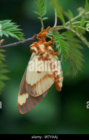 Regal Motte (Citheronia regalis) ruht, Maryland, USA. Mai. Stockfoto