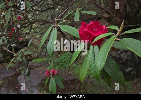 Rhododendronblüte (Rhododendron sp) Mount Elbrus Mount Qomolangma National Park, Dingjie County, Tibet, China. Mai Stockfoto