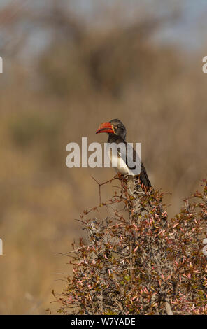 Afrikanische gekrönt Nashornvogel (Tockus alboterminatus) auf Bush thront, Ruaha Nationalpark, Tansania. Stockfoto