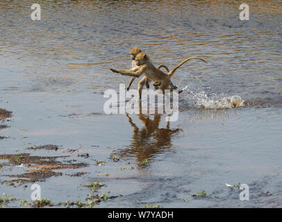 Yellow baboon (Papio cynocephalus) Jugendliche über einen flachen Teil des Ruaha Fluss, um Krokodile lauern in der Nähe vermeiden, Ruaha Nationalpark, Tansania. Stockfoto