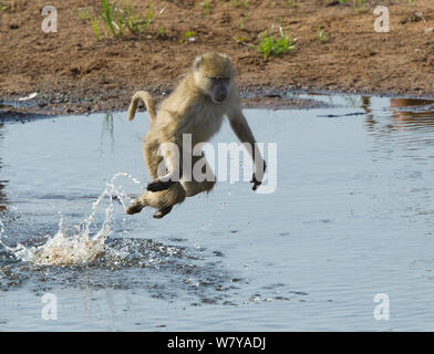 Yellow baboon (Papio cynocephalus) Bounding über einen flachen Teil des Ruaha Fluss, um Krokodile, Ruaha Nationalpark, Tansania zu vermeiden. Stockfoto