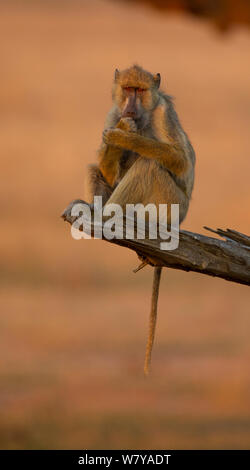 Yellow baboon (Papio cynocephalus) sitzen auf Zweig, Mikumi Nationalpark, Tansania. Stockfoto