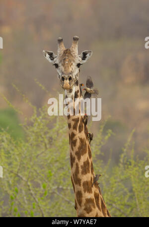 Masai Giraffe (Giraffa Camelopardalis tippelskirchi) männlich mit Red-billed (Buphagus erythrorhynchus) und yellow-billed (Buphagus africanus) oxpeckers an Hals, Ruaha Nationalpark, Tansania. Stockfoto