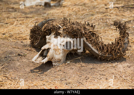 Schädel des afrikanischen Büffel mit Hörnern in Larven Fälle von Horn motten Tineidae abgedeckt, möglicherweise Ceratophaga vastella. Die Larven dieser Motte ernähren sich von Keratin. Stockfoto