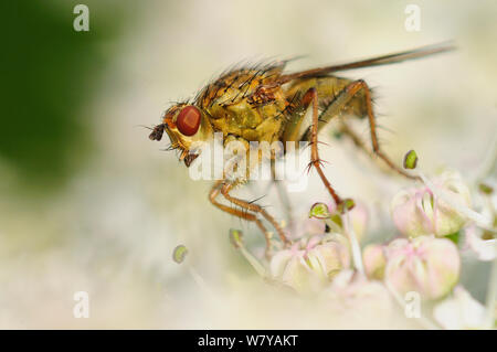 Gelb Mist fliegen (Scathophaga Stercoraria) Weibliche auf umbellifer (Apiaceae) Blume, Dorset, Großbritannien, Juni. Stockfoto