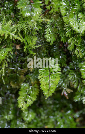 Wilson &#39;s hauchdünne Farn (Hymenophyllum Wilsonii), North Wales Snowdonia, Oktober. Stockfoto