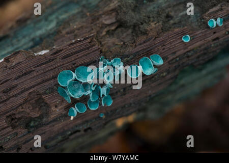 Blaue Färbung Pilz/Grün (elfcup Chlorociboria aeruginascens) Fruchtkörper auf verrottenden Eiche anmelden. Sussex, Großbritannien, Oktober. Stockfoto