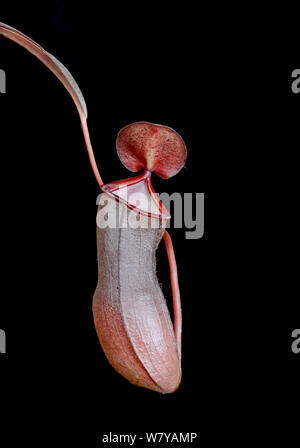 Kannenpflanze (Nepenthes sanguinea) kultiviert, tritt in Malaysia und Thailand. Stockfoto