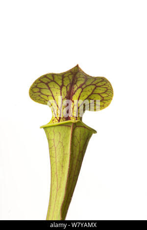 Kannenpflanze (Sarracenia flava) kultiviert, tritt in den Vereinigten Staaten. Stockfoto