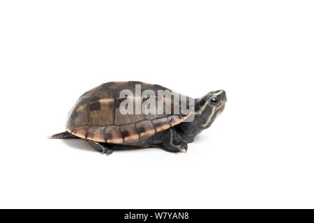 Drei-gestreiften Schlamm Schildkröte (Kinosternon Baurii) Sub-Erwachsenen. Captive, endemisch in den Vereinigten Staaten. Stockfoto