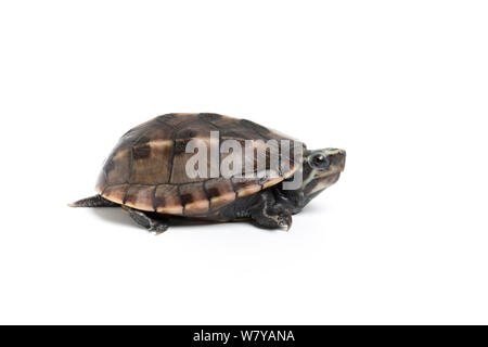 Drei-gestreiften Schlamm Schildkröte (Kinosternon Baurii) Sub-Erwachsenen. Captive, endemisch in den Vereinigten Staaten. Stockfoto