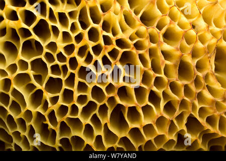 Poren an der Unterseite der Kappe eines Wildleder bolete Pilze (Steinpilze subtomentosus) Peak District, Derbyshire, Großbritannien, Oktober. Bild aufgenommen mit Hilfe digitaler Fokus - stapeln. Stockfoto