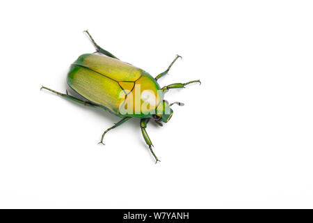 African Jewel Beetle/Obst Käfer (Chlorocala africana camerunica) unverlierbaren, tritt in Afrika. Stockfoto