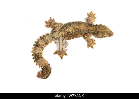 Kuhl &#39;s flying Gecko (Ptychozoon kuhli) unverlierbaren, tritt in Südostasien. Stockfoto