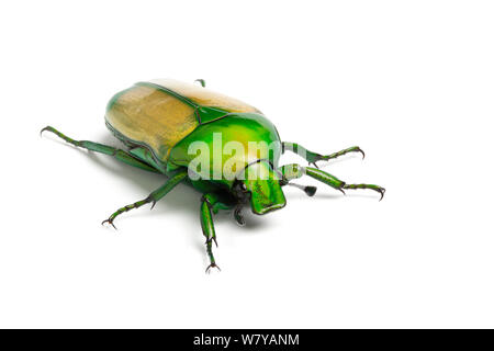 African Jewel Beetle/Obst Käfer (Chlorocala africana camerunica) unverlierbaren, tritt in Afrika. Bild aufgenommen mit Hilfe digitaler Fokus - stapeln. Stockfoto