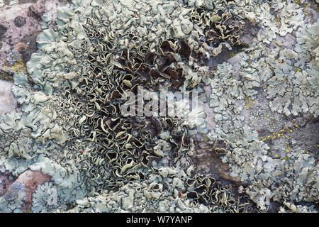 Cumberland rock-shield Flechten (Xanthoparmelia cumberlandia) mit zahlreichen apothecia. San Diego, Kalifornien, Mai. Stockfoto