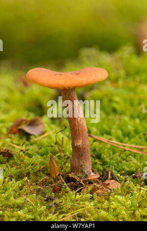 Betrüger Pilz (Laccaria laccata) Longshaw, Derbyshire, Großbritannien, Oktober. Bild aufgenommen mit Hilfe digitaler Fokus - stapeln. Stockfoto