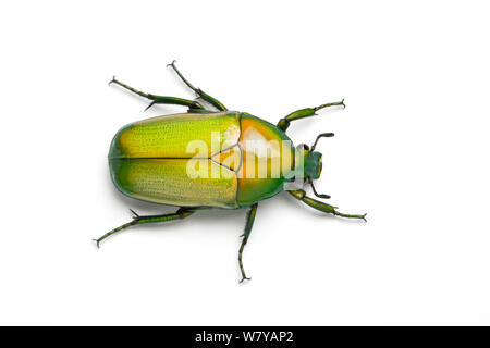 African Jewel Beetle/Obst Käfer (Chlorocala africana camerunica) unverlierbaren, tritt in Afrika. Stockfoto