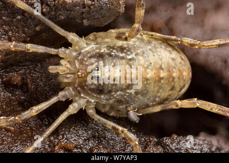 Schnitter (Ophilio Saxatilis) Yorkshire, Großbritannien, Oktober. Bild aufgenommen mit Hilfe digitaler Fokus - stapeln. Stockfoto