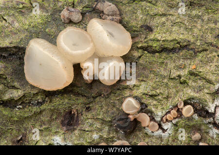 Buche jellydisc Pilz (Neobulgaria Pura) Peak District, Derbyshire, Großbritannien, Oktober. Bild aufgenommen mit Hilfe digitaler Fokus - stapeln. Stockfoto