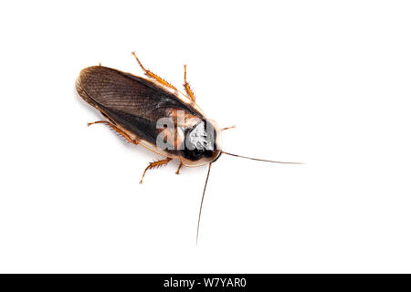 Orange-beschmutzte Kakerlake (Blaptica Dubai) auf weißem Hintergrund, tritt in Zentral- und Südamerika. Stockfoto