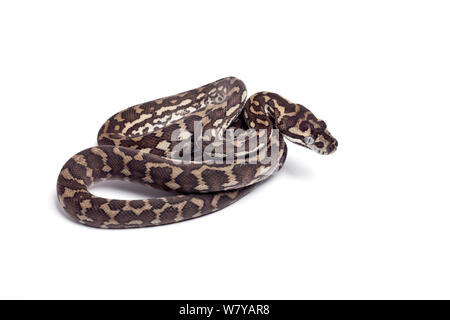 Teppichpython (Morelia spilota) Hatchling" auf weißem Hintergrund, tritt in Australien, Indonesien und Neuguinea. Stockfoto