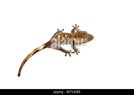 Crested Gecko (Rhacodactylus Ciliatus) auf weißem Hintergrund, endemisch in Neukaledonien Stockfoto