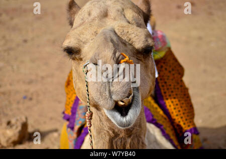 Kamel smling unter der Sonne des Jaisalmer Wüste, in Indien Stockfoto