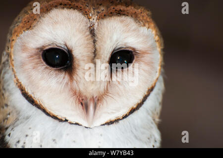 Schleiereule (tyto Alba punctatissima) Porträt, Isla Santa Cruz, Galapagos, Ecuador. Stockfoto
