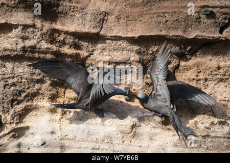 Braun Noddy (Anous stolidus) Paar in der Balz, Punta Vicente Roca, die Insel Isabela, Galapagos, Ecuador. Stockfoto