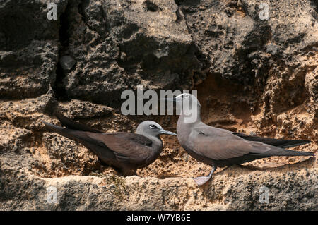 Braun Noddy (Anous stolidus) Paar auf Fels, Punta Vicente Roca, die Insel Isabela, Galapagos, Ecuador. Stockfoto