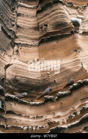 Braun noddies (Anous stolidus) putzen auf Fels, Punta Vicente Roca, die Insel Isabela, Galapagos, Ecuador. Stockfoto