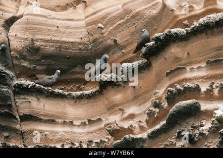 Braun noddies (Anous stolidus) auf Felsen thront, Punta Vicente Roca, die Insel Isabela, Galapagos, Ecuador. Stockfoto