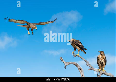 Galapagos Falken (Buteo galapagoensis) thront, eine Landung, Galapagos, Ecuador. Gefährdete Arten. Stockfoto