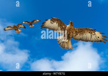 Galapagos Falken (Buteo galapagoensis) im Flug, Galapagos, Ecuador. Gefährdete Arten. Stockfoto