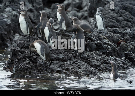 Galápagos-Pinguin (Spheniscus mendiculus) stehen auf felsigen Ufer, Galapagos, Ecuador. Gefährdete Arten. Stockfoto