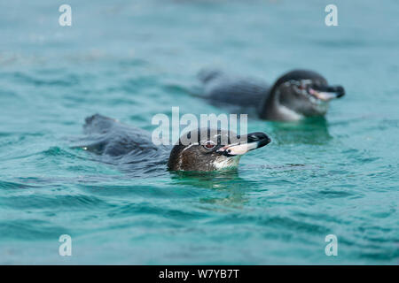 Galápagos-Pinguin (Spheniscus mendiculus) Schwimmen, Galapagos, Ecuador. Gefährdete Arten. Stockfoto