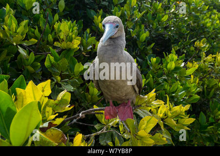 Red-footed Booby (Sula Sula) thront, Galapagos, Ecuador. Stockfoto
