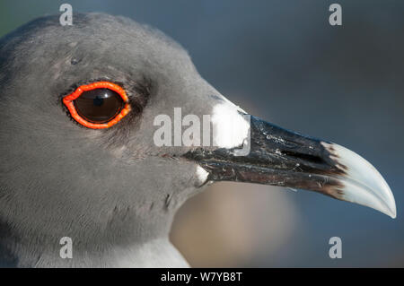 Swallow-tailed Gull (Creagrus furcatus) Kopf detail, Galapagos, Ecuador. Stockfoto