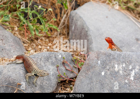 Espanola lava Lizard (Microlophus delanonis) männlich weiblich umwerben, Galapagos Stockfoto