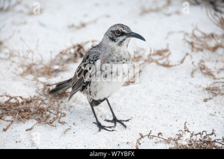 Espanola Spottdrossel (Mimus Macdonaldi) am Strand, Galapagos Stockfoto