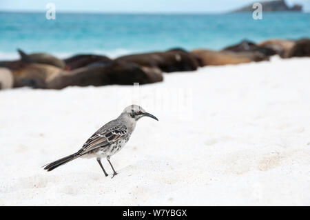 Espanola Spottdrossel (Mimus Macdonaldi) am Strand, Galapagos Stockfoto