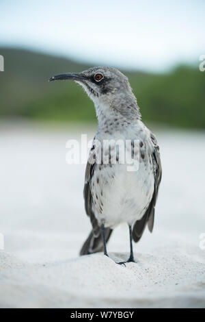 Espanola Spottdrossel (Mimus Macdonaldi) am Strand, Galapagos Stockfoto