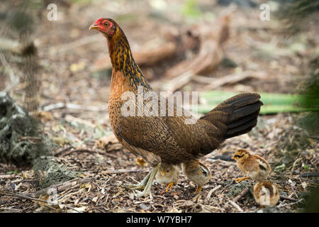 Wilden Hühner ( Gallus gallus domesticus) Henne und Küken, die angestammten Art zurückgekehrt sind nahezu identisch mit der Roten jungle Geflügel. Galapagos Stockfoto