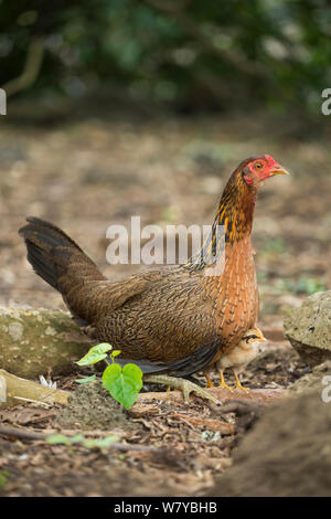 Wilden Hühner ( Gallus gallus domesticus) Henne und Küken, die angestammten Art zurückgekehrt sind nahezu identisch mit der Roten jungle Geflügel. Galapagos Stockfoto