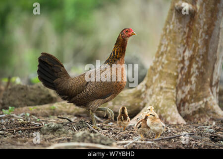 Wilden Hühner ( Gallus gallus domesticus) Henne und Küken, die angestammten Art zurückgekehrt sind nahezu identisch mit der Roten jungle Geflügel. Galapagos Stockfoto