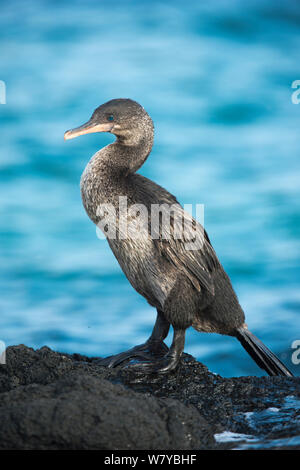 Flugunfähigen Kormoran (Phalacrocorax harrisi) an der Küste, Galapagos Stockfoto