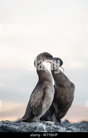 Flugunfähigen Kormoran (Phalacrocorax harrisi) Umwerbung, Galapagos Stockfoto